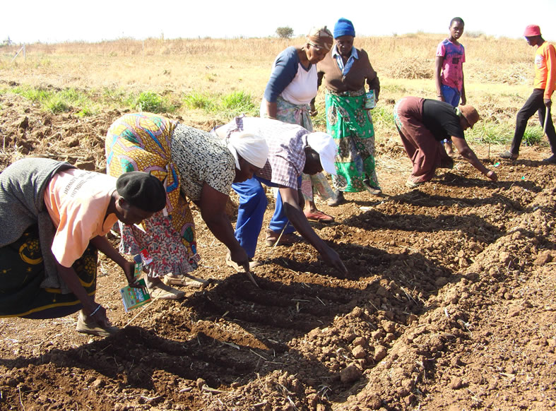 Bulawayo community garden