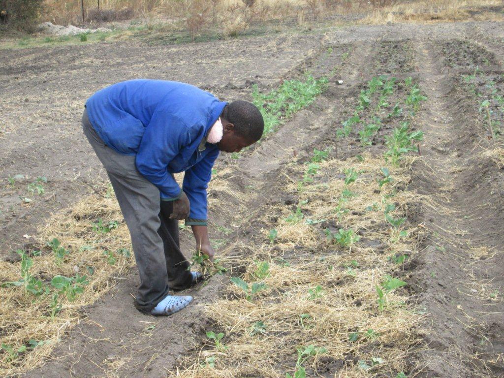 bulawayo community garden 