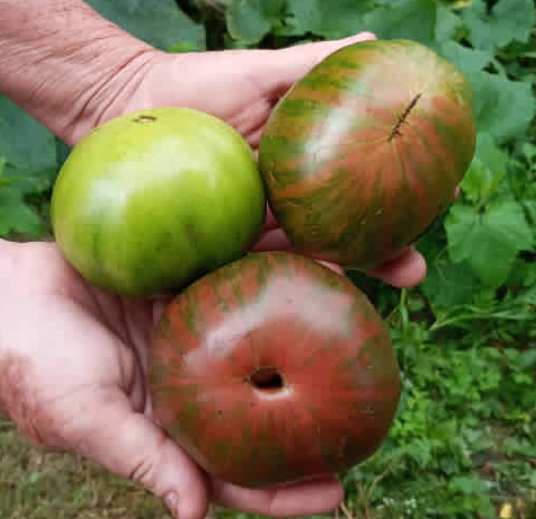 Hybrid tomatoes