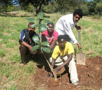 Tree planting