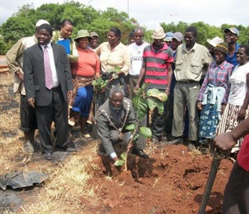 zddt tree planting 