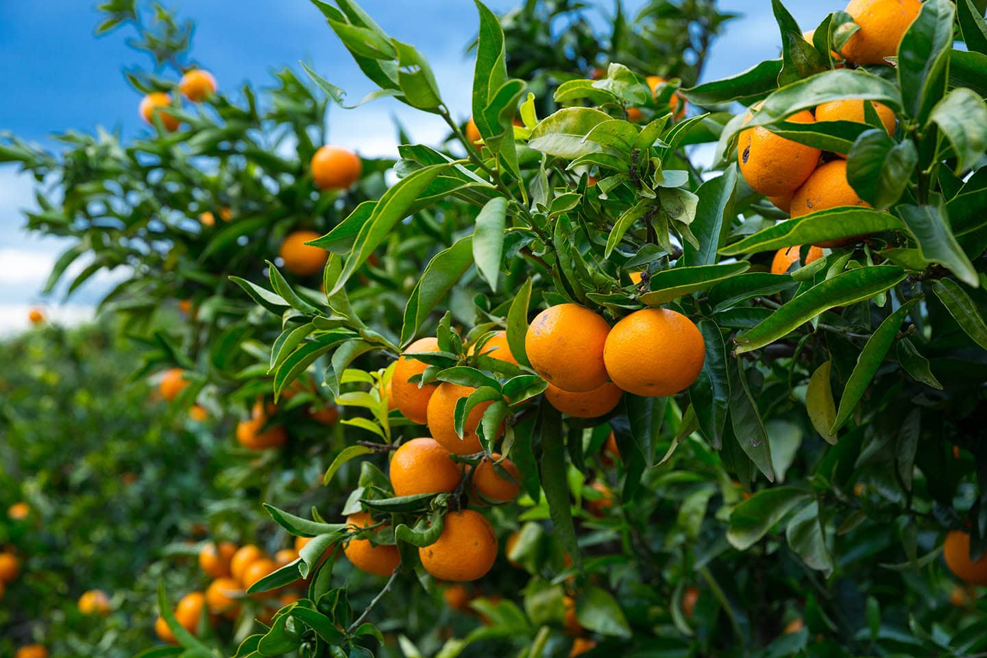 Tree orchard